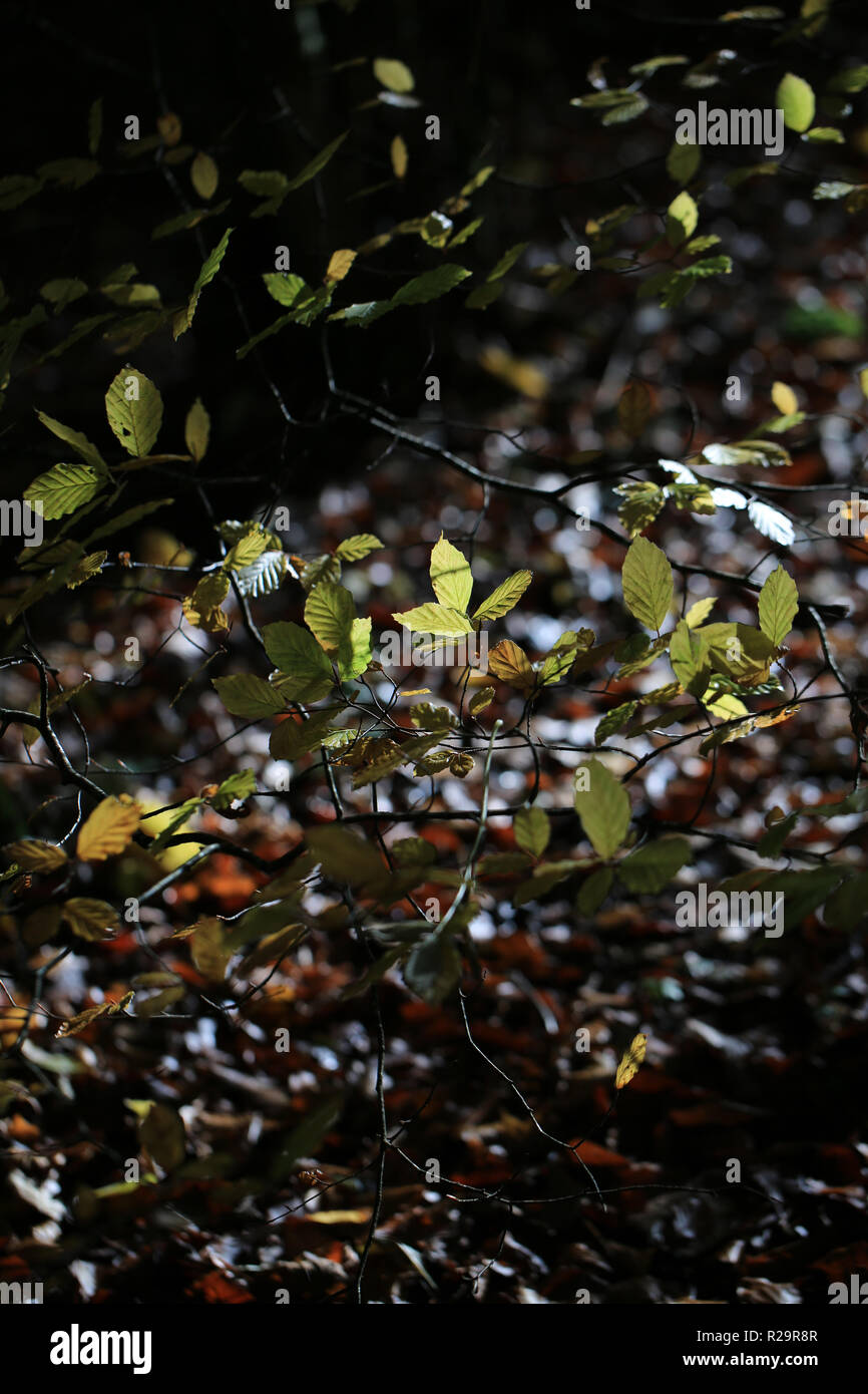 autumn colored trees/leaves, county kerry, irerland Stock Photo