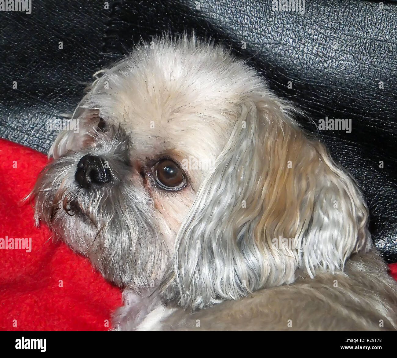 Mim, the Shih Tzu Stock Photo
