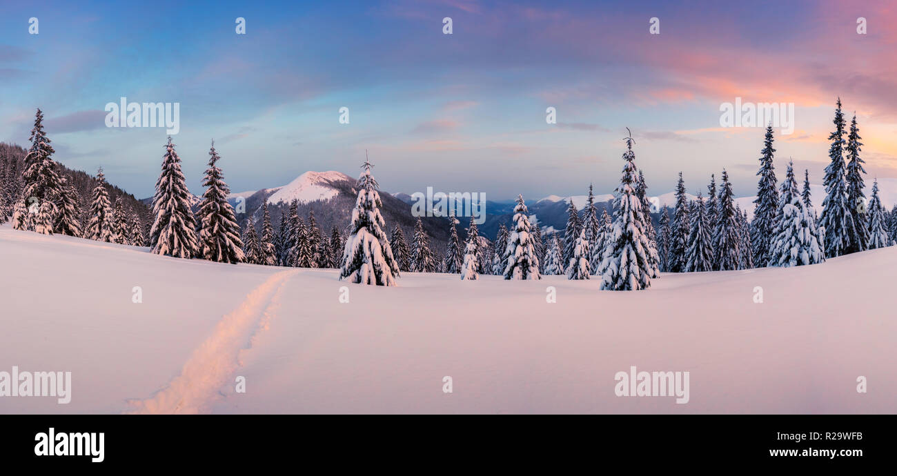 Fantastic orange winter landscape in snowy mountains glowing by sunlight. Dramatic wintry scene with snowy trees. Christmas holiday concept. Stock Photo