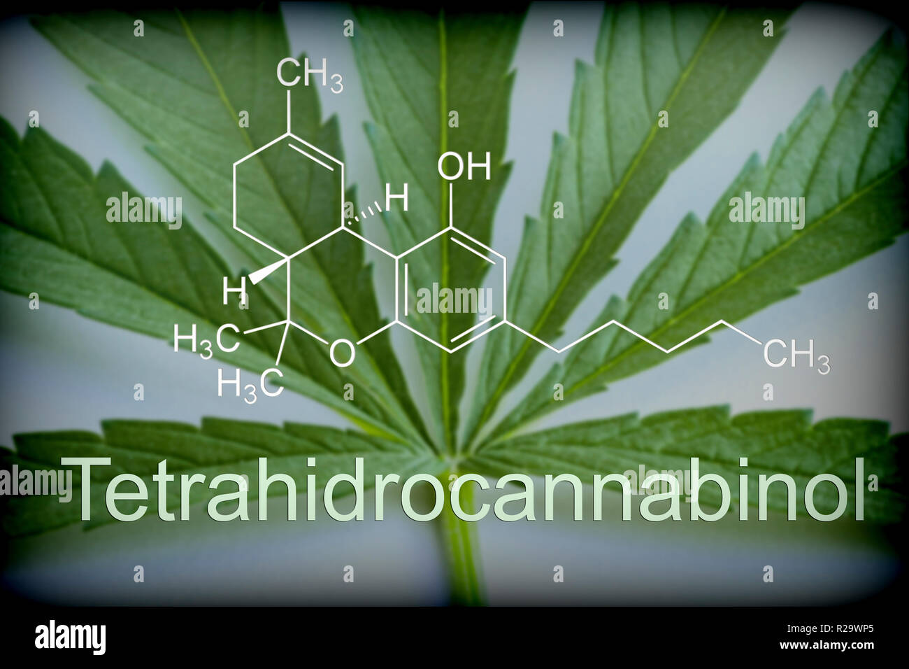 Marijuana leaf chemical composition of tetrahydrocannabinol, conceptual image Stock Photo