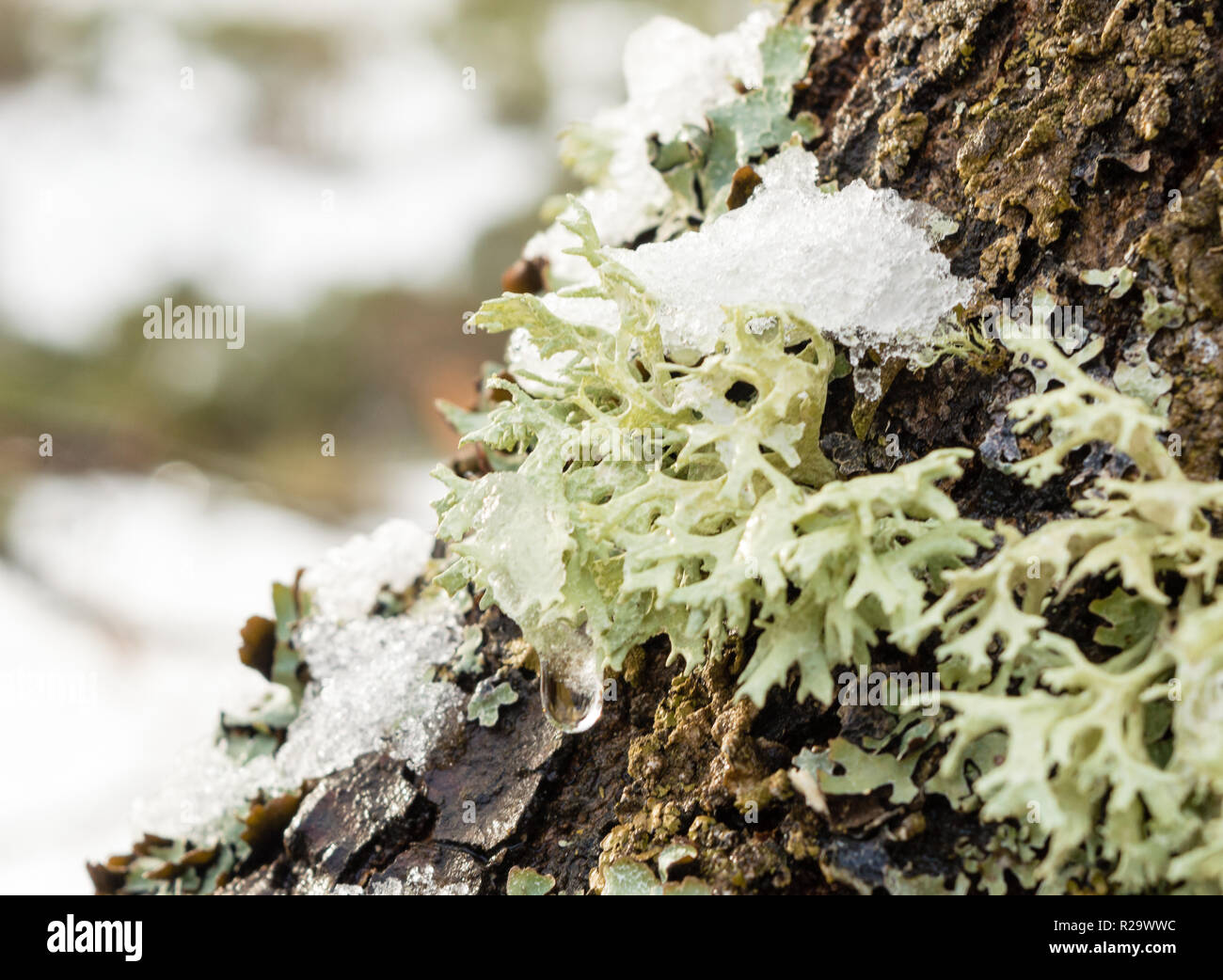 Snow white mushrooms hi-res stock photography and images - Alamy