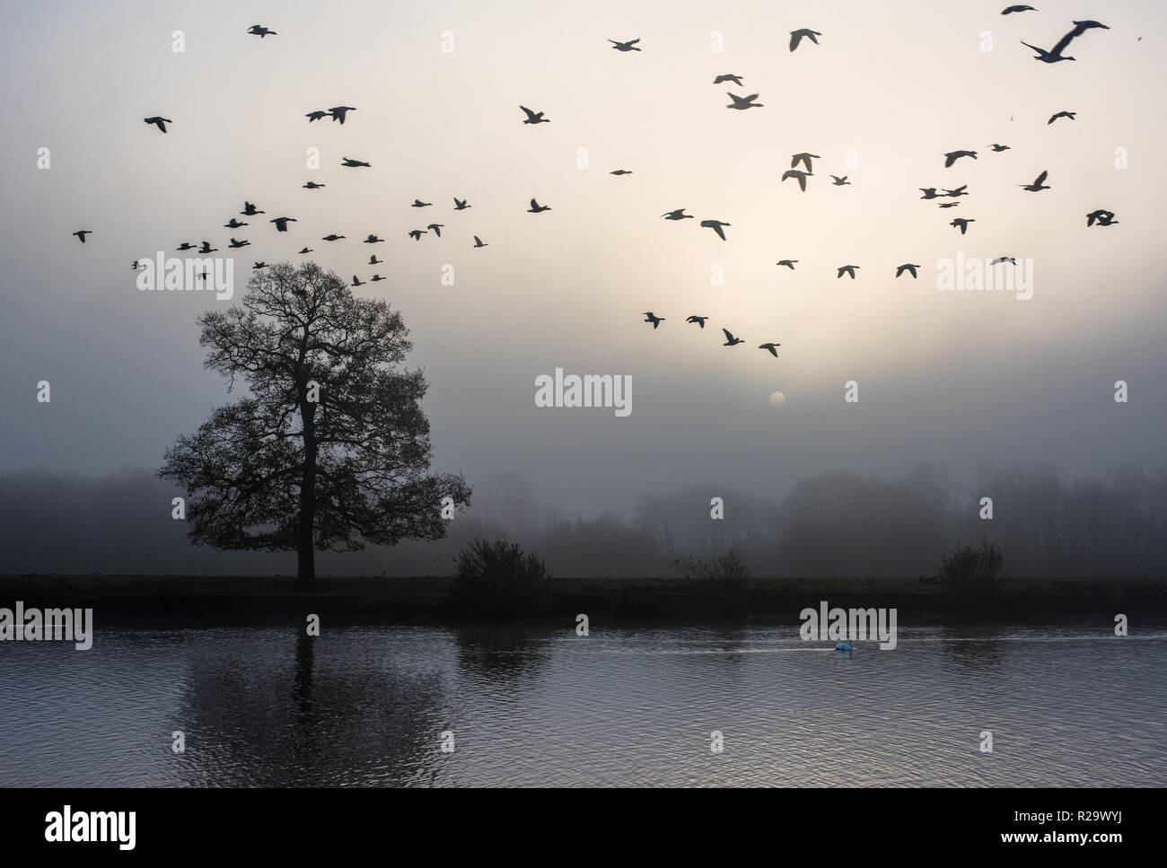 Canada geese fly over a misty River Trent near Gunthorpe, Nottinghamshire. Stock Photo