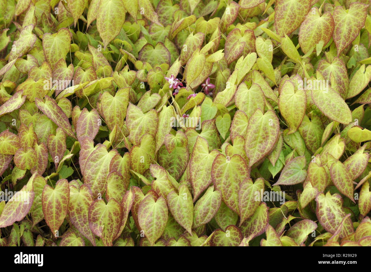 The red and green foliage of red barrenwort Stock Photo