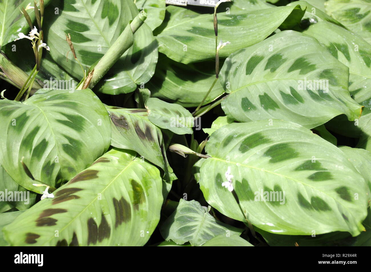 Foliage from Green prayers plant Maranta leuconeura kerchoveana Stock Photo
