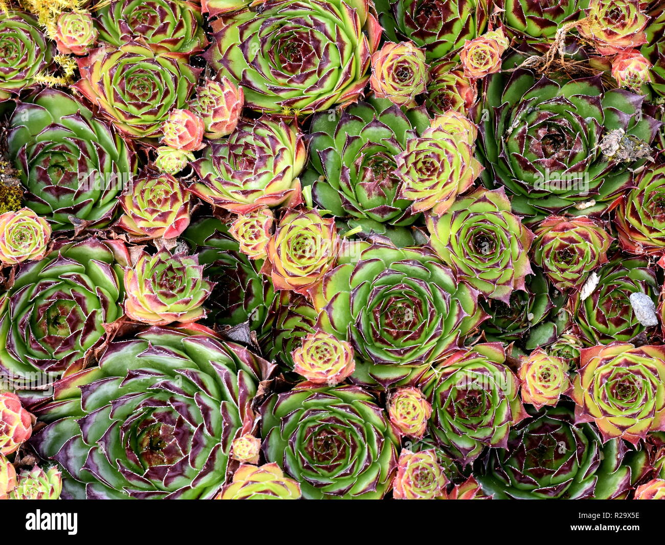 Rosettes of common house leek in different colors Stock Photo