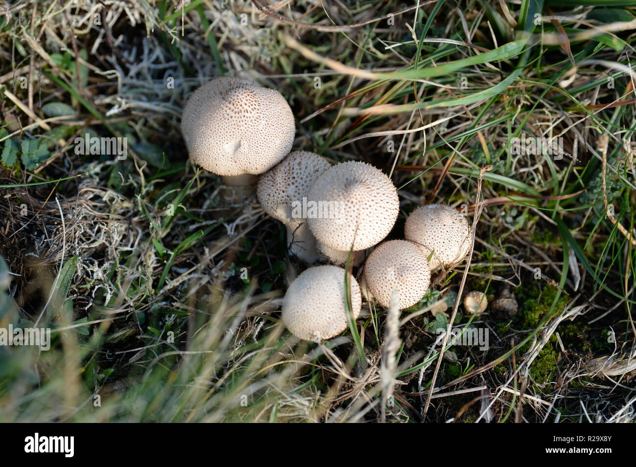 A clump of young Puffballs on grassland cliff face, Gower UK with central swelling at point of release of spores. Stock Photo