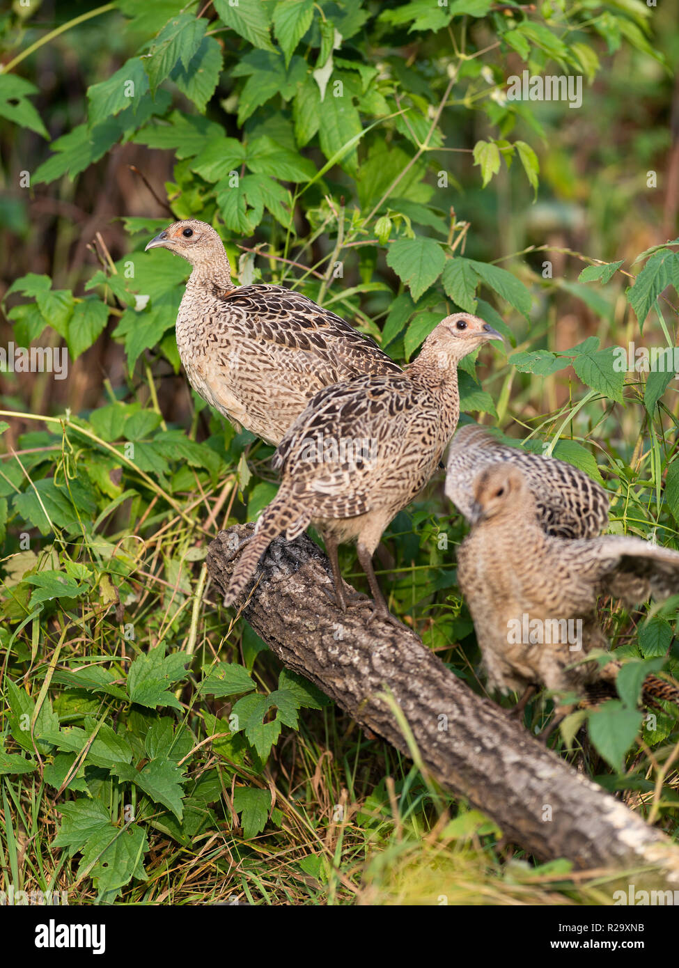 Young pheasants in the summer in South Dakota Stock Photo
