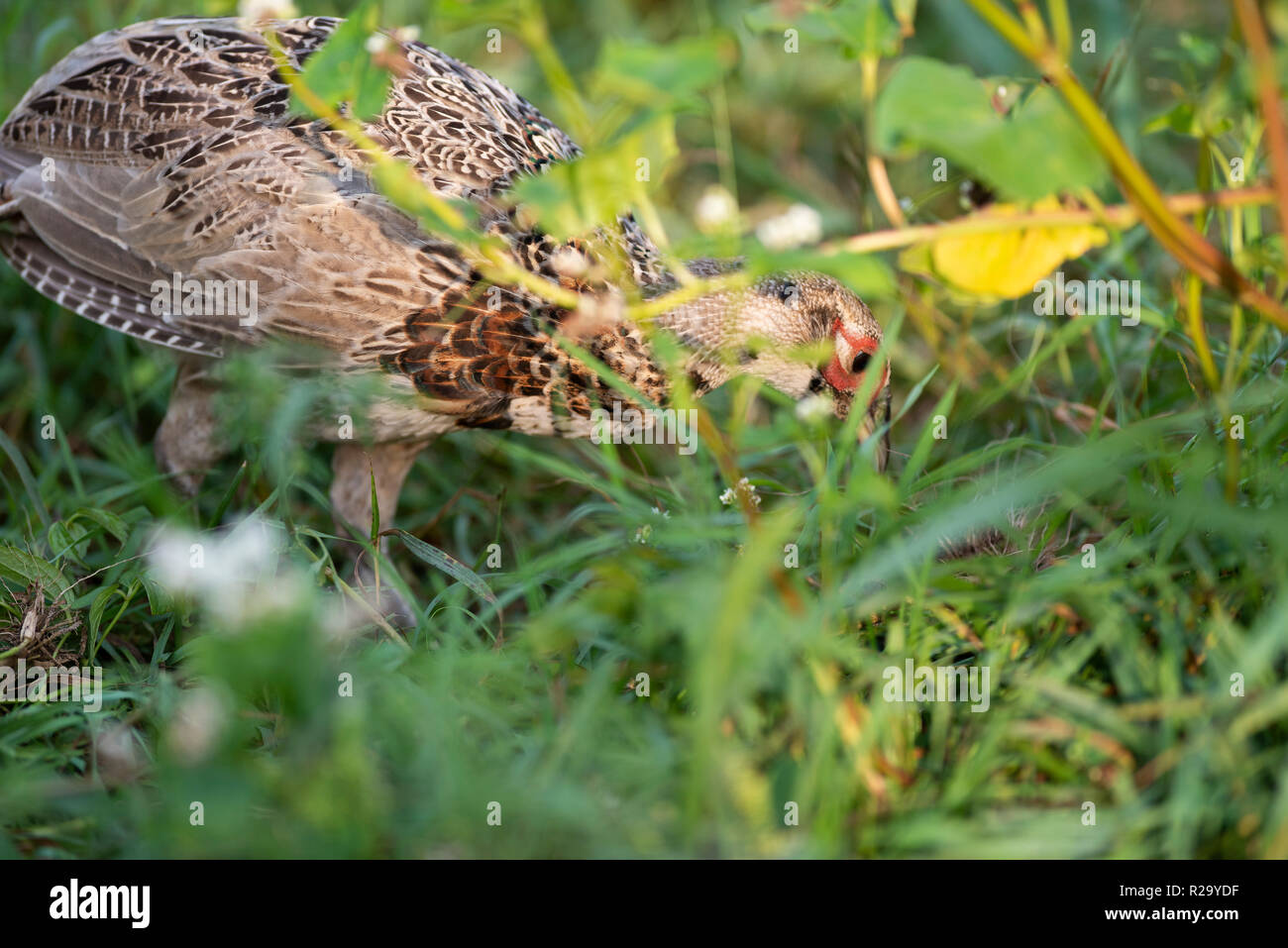 Young pheasants in the summer in South Dakota Stock Photo