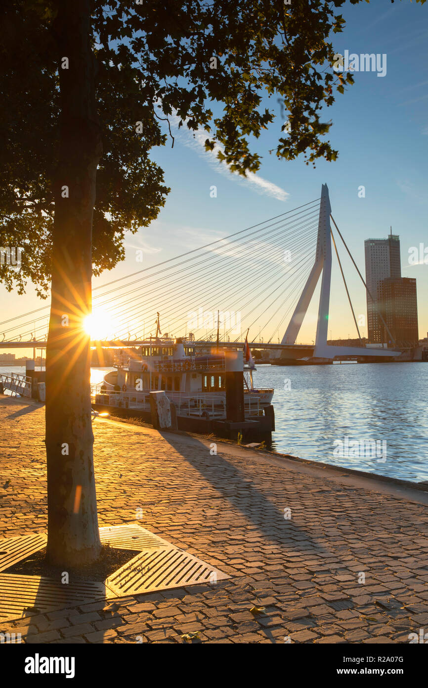 Erasmus Bridge (Erasmusbrug) at sunrise, Rotterdam, Zuid Holland,  Netherlands Stock Photo - Alamy