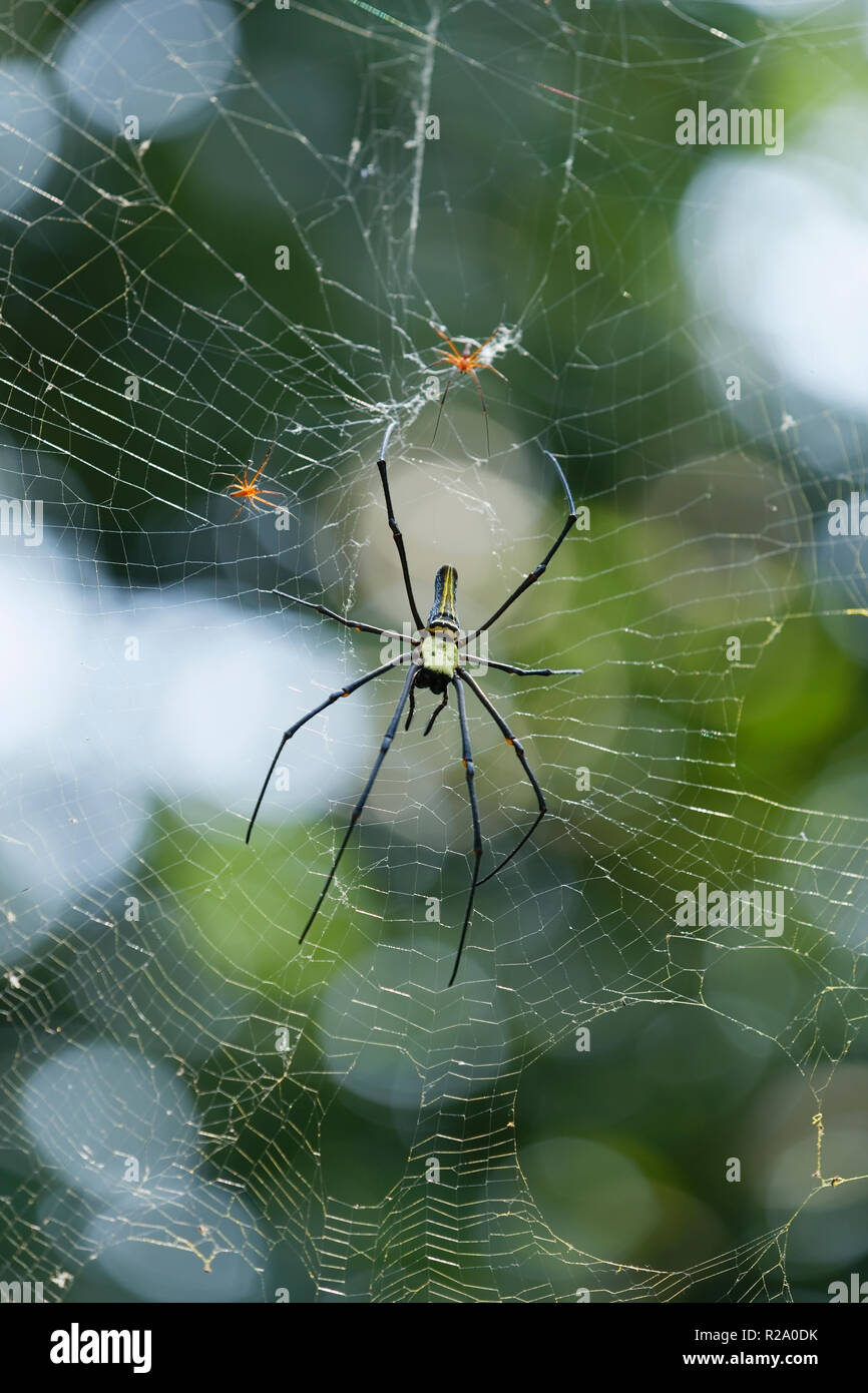Giant golden orb weaver a species of golden orb-web spider. Commonly found in forests and gardens. It is the largest of the the orb-weaving spiders. Stock Photo