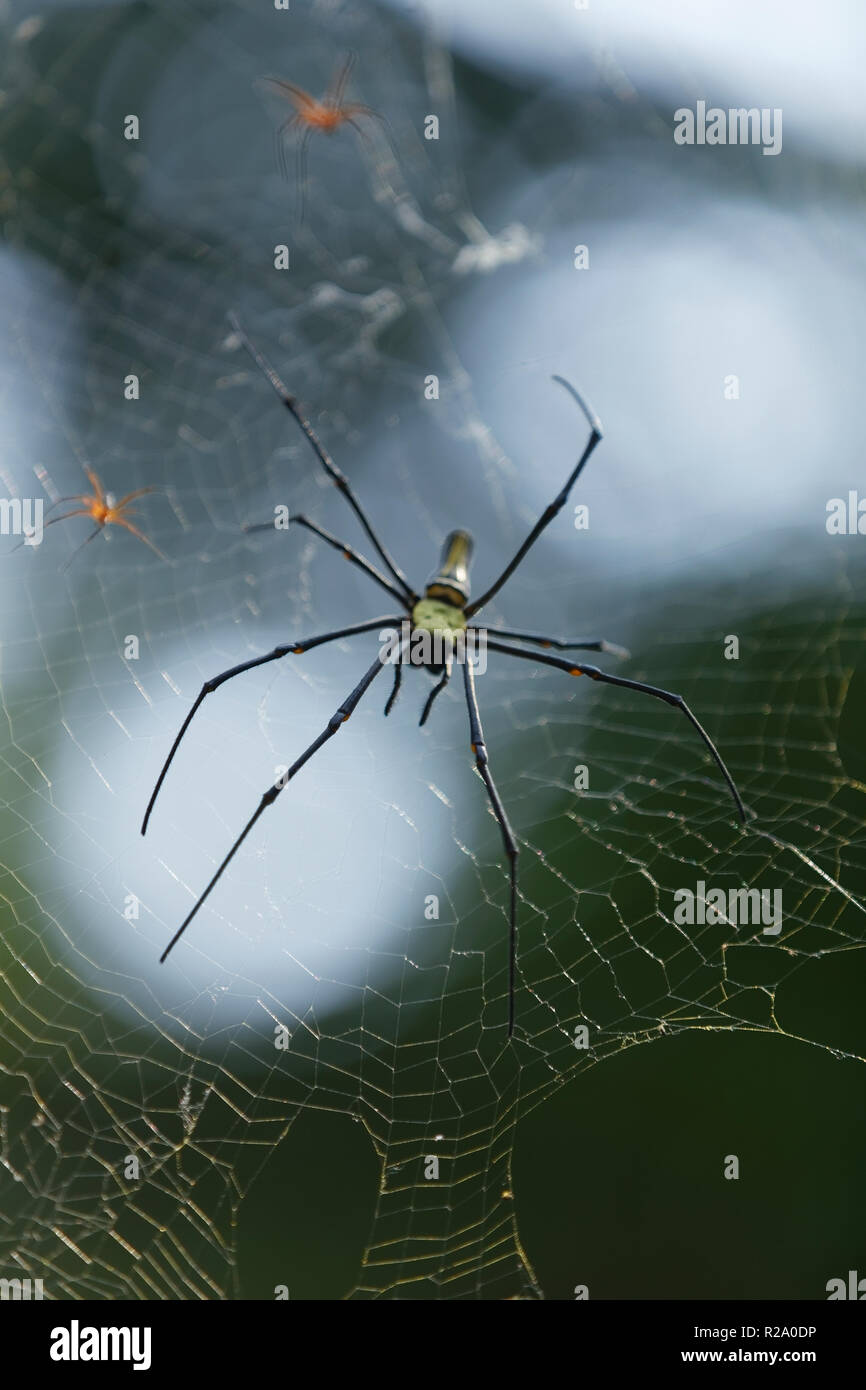 Giant golden orb weaver a species of golden orb-web spider. Commonly found in forests and gardens. It is the largest of the the orb-weaving spiders. Stock Photo