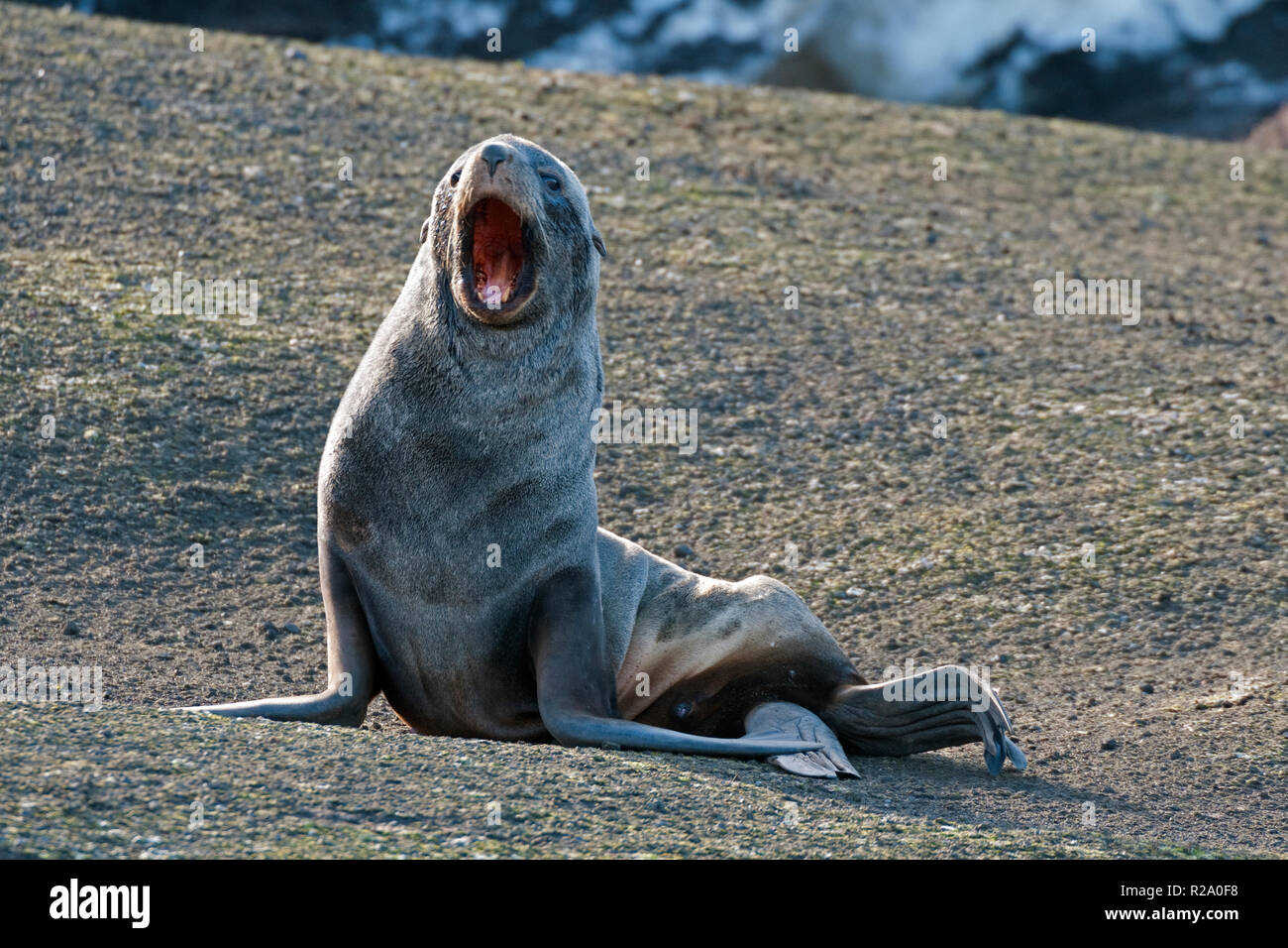 female antarctic fur seal with mouth open whalers bay deception island antarctic peninsula antarctica Stock Photo