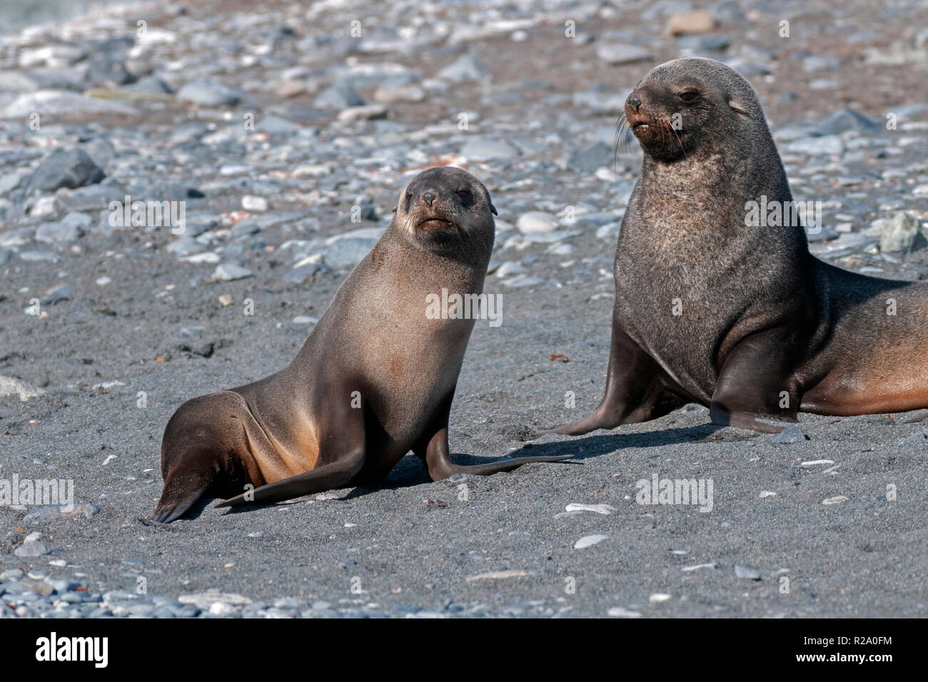 female antarctic fur seal with pup juvenile whalers bay deception island antarctic peninsula antarctica Stock Photo