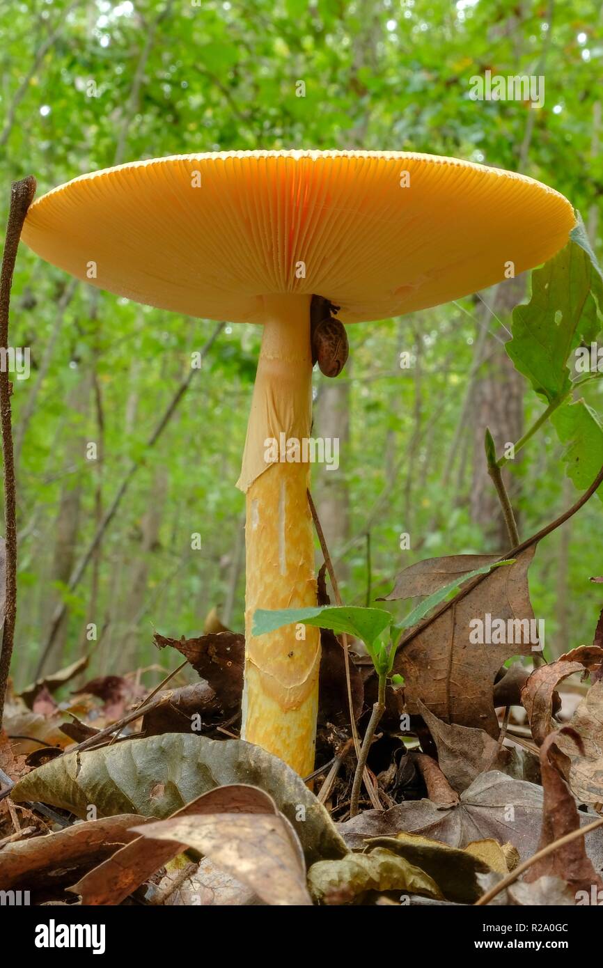 A snail feasting on a tall American Caesars's mushroom, Amanita jacksonii in the woods at Yates Mill County Park in Raleigh North Carolina Stock Photo