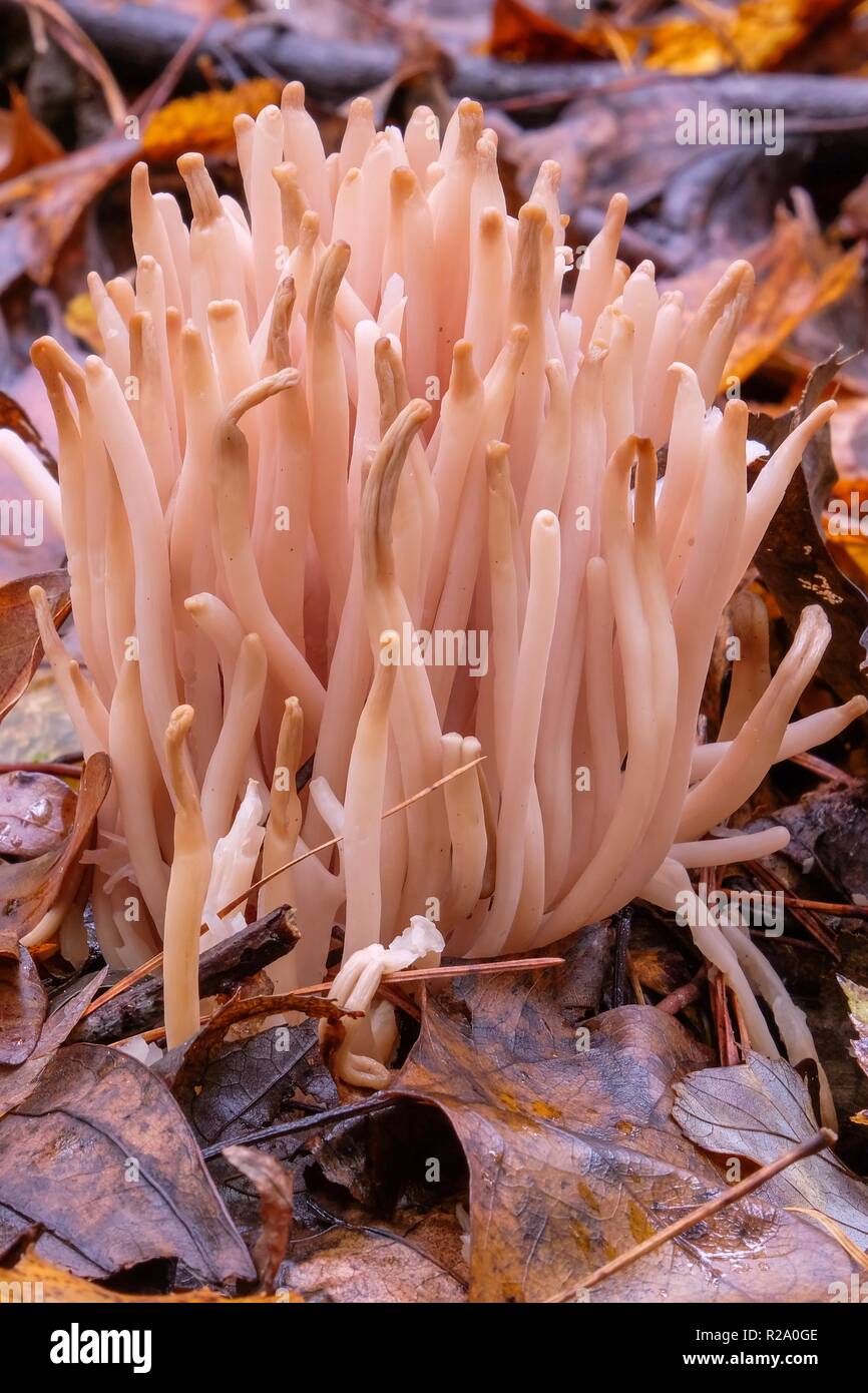 A cluster of smokey spindles fungus in the forest at Crowder Park in