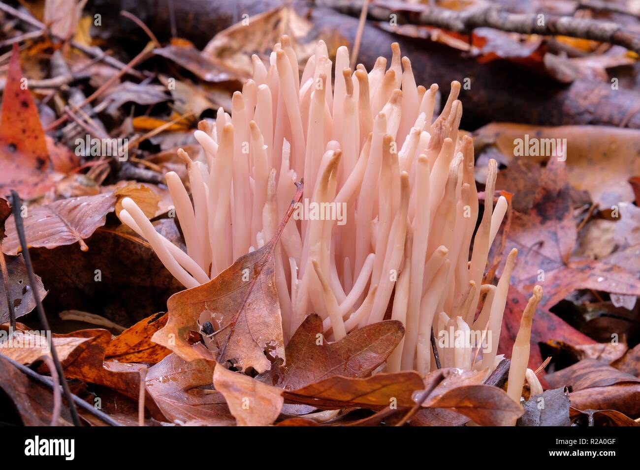 Closeup of a cluster of smokey spindles fungus in the forest at Crowder Park in Apex, North Carolina. This is an inedible species of coral fungus. Stock Photo