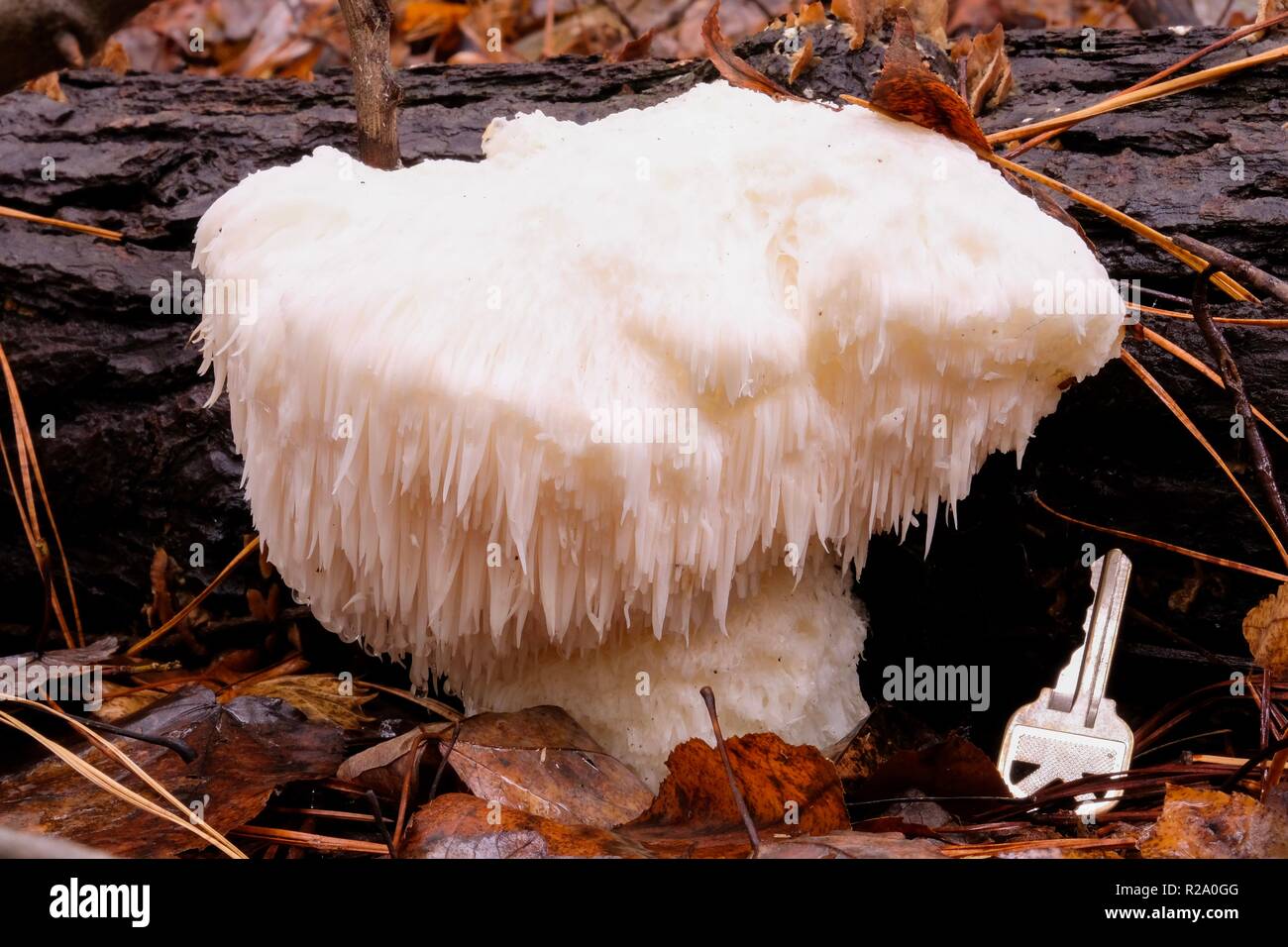 A large lion's mane mushroom at Crowder Park in Apex North Carolina. It is edible with a crab-like taste, and has medicinal benefits. Stock Photo