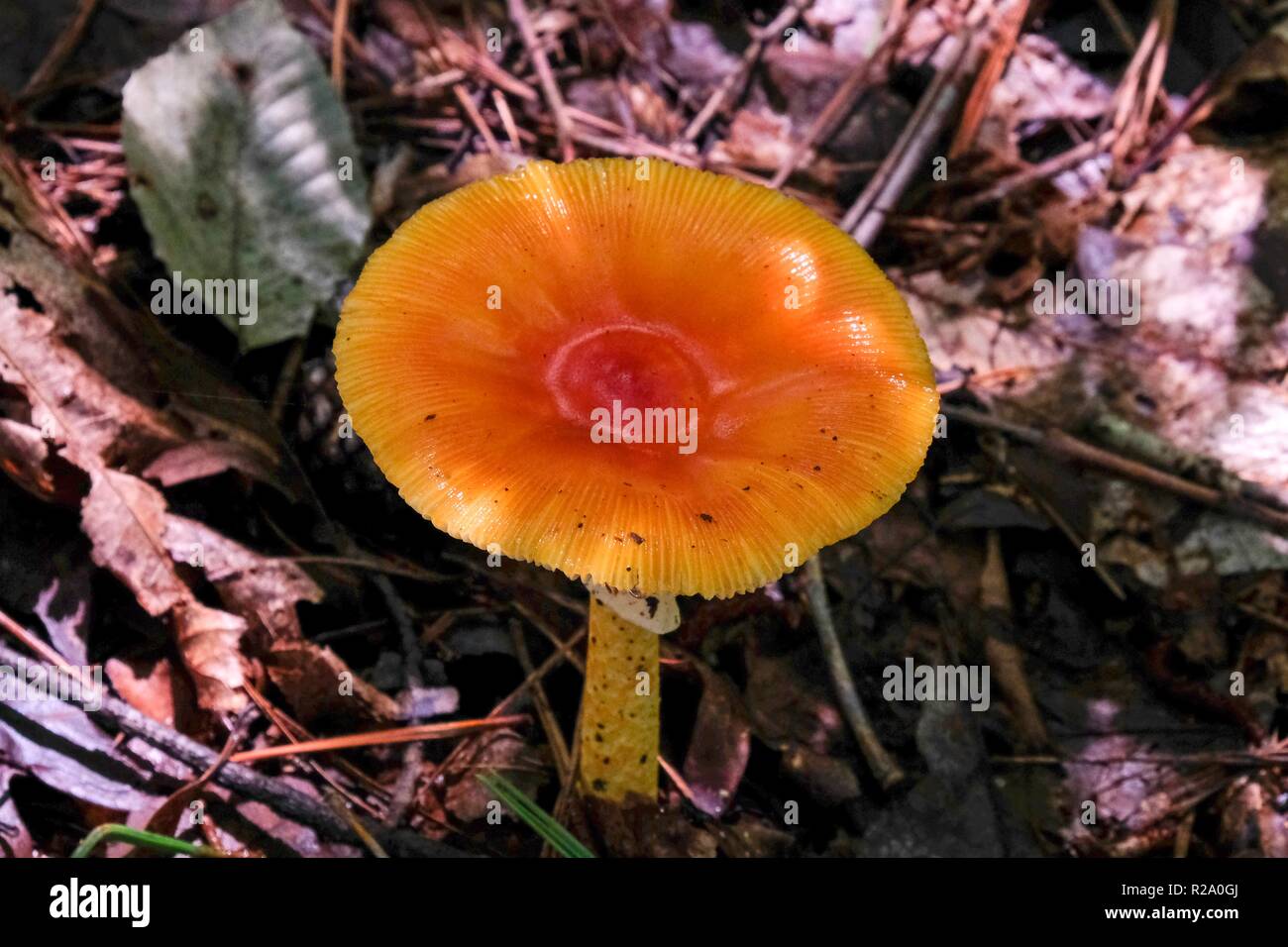 A mature American Caesars's mushroom, Amanita jacksonii with beautiful red-orange cap at Yates Mill County Park in Raleigh North Carolina Stock Photo