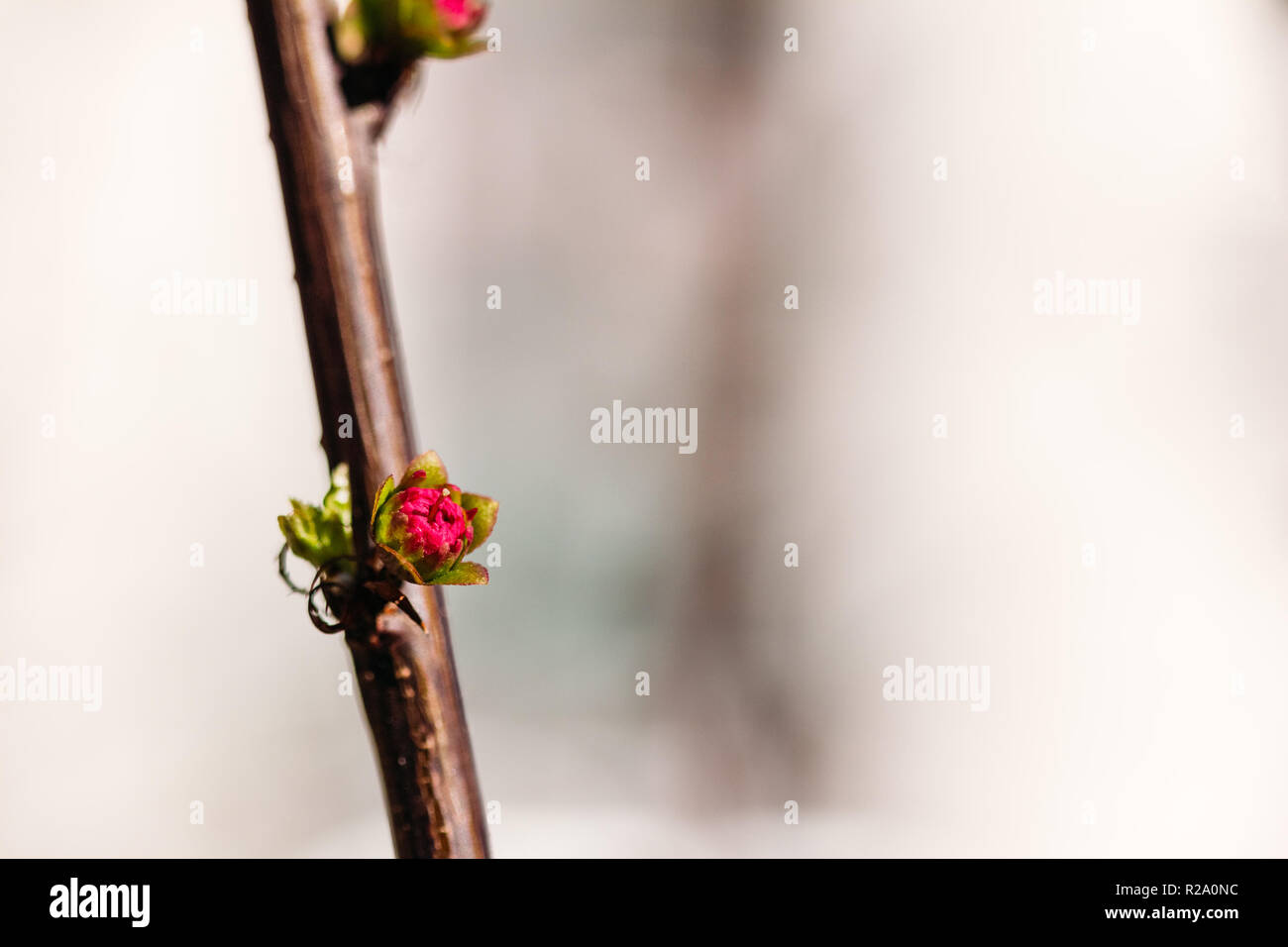 Branch with an early small kidney almond Stock Photo Alamy