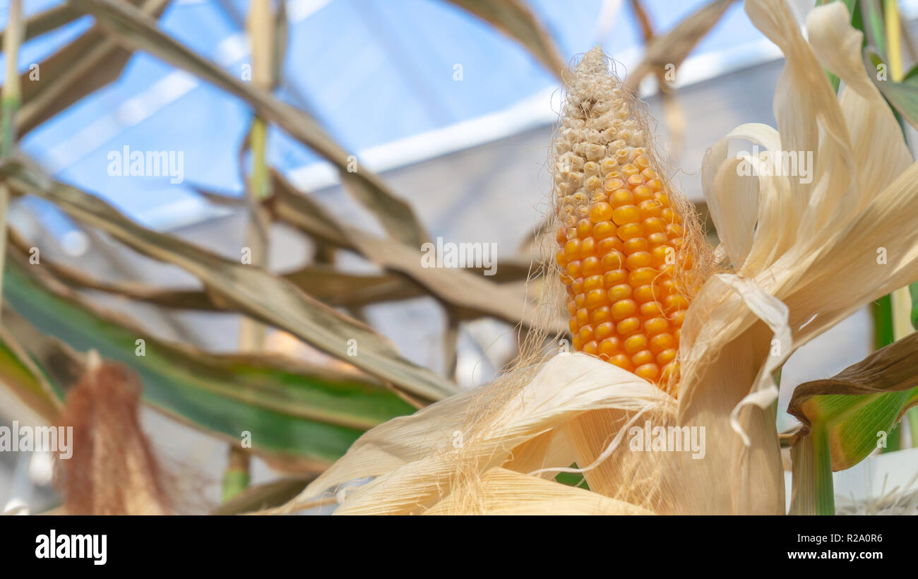 A yellow corncob with dried white peelings, revealing the ripened corn plant ready to eat. Still growing on a stalk indoors. Shows greenhouse windows. Stock Photo