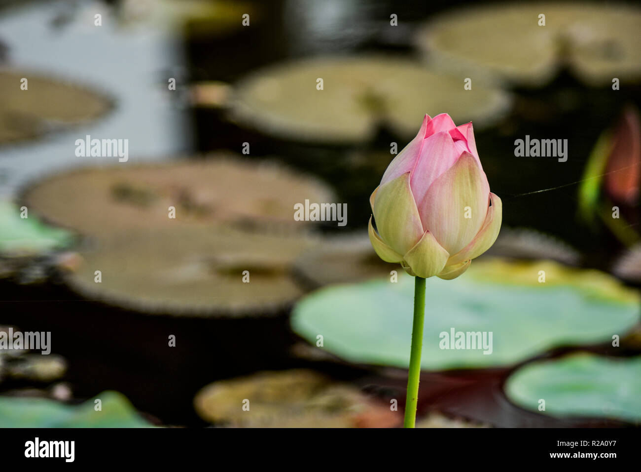 Pink lotus the national flower of india hi-res stock photography and ...