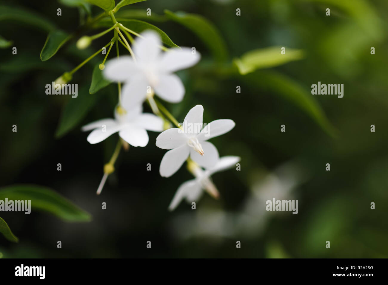Snow white flower Stock Photo Alamy