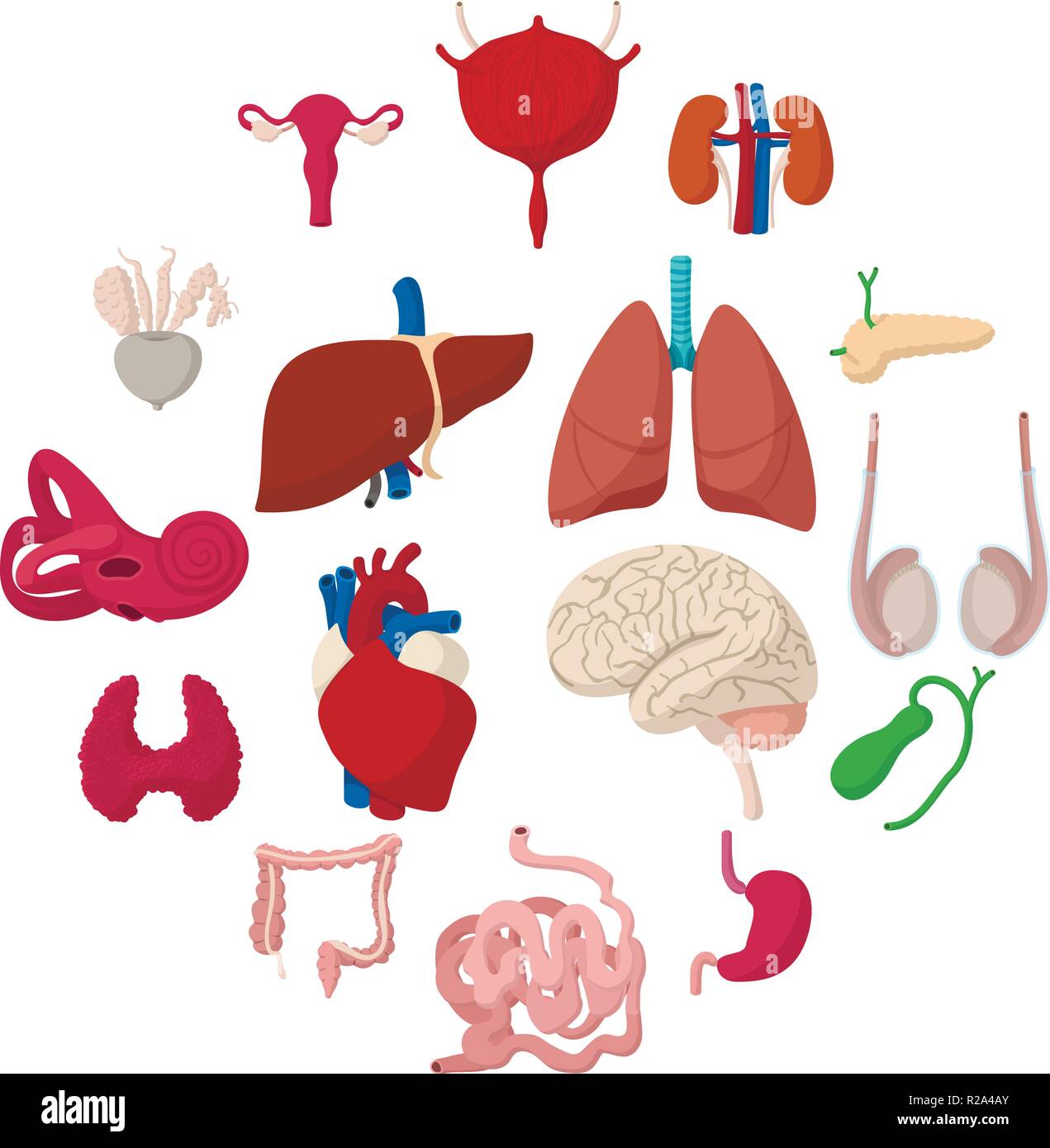 Internal organs cartoon icons set isolated on white background Stock ...