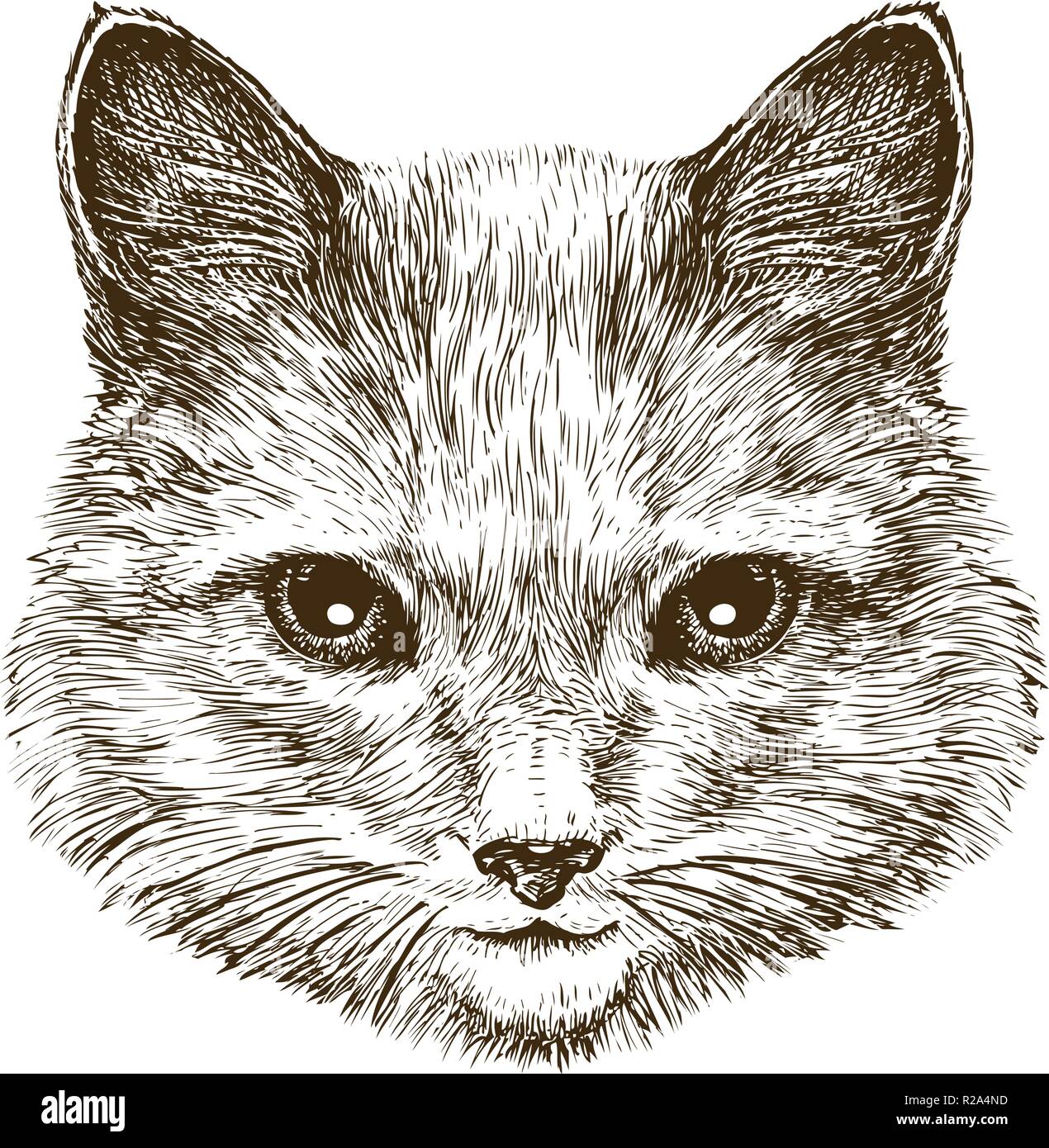 Cute kitten. Cat, pet animal sketch. Vintage vector illustration Stock Vector