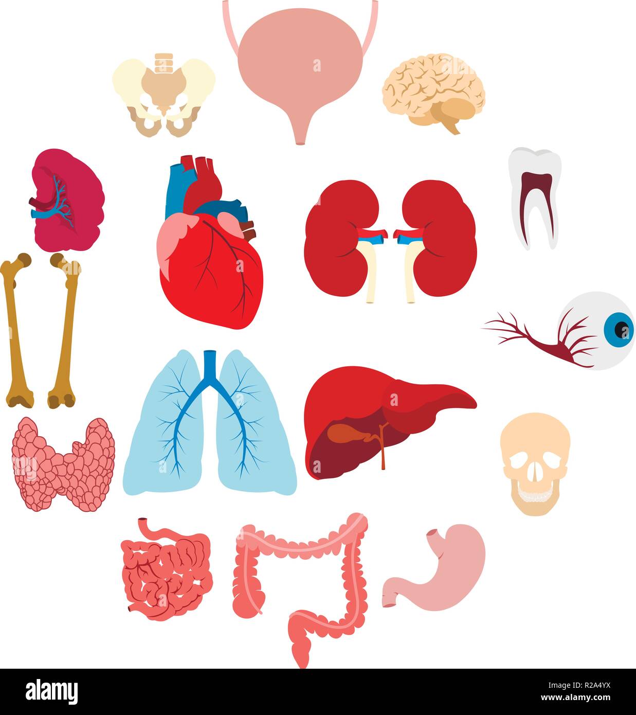 Internal organs flat icons set for web and mobile devices Stock Vector ...