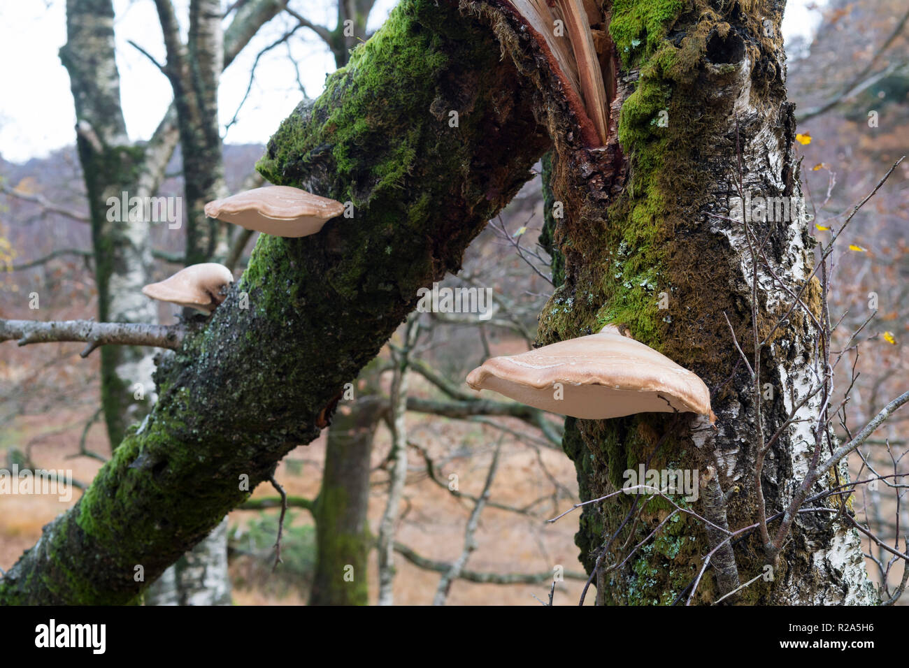 Wild Mushrooms, Borrowdale, UK Stock Photo