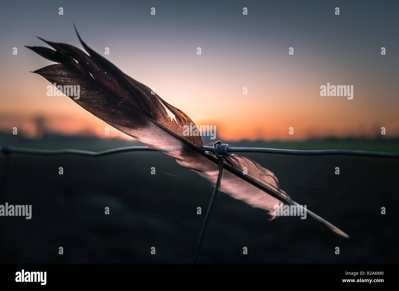 Feather stuck on a wire fence in the field, shallow depth of field sunset. Stock Photo