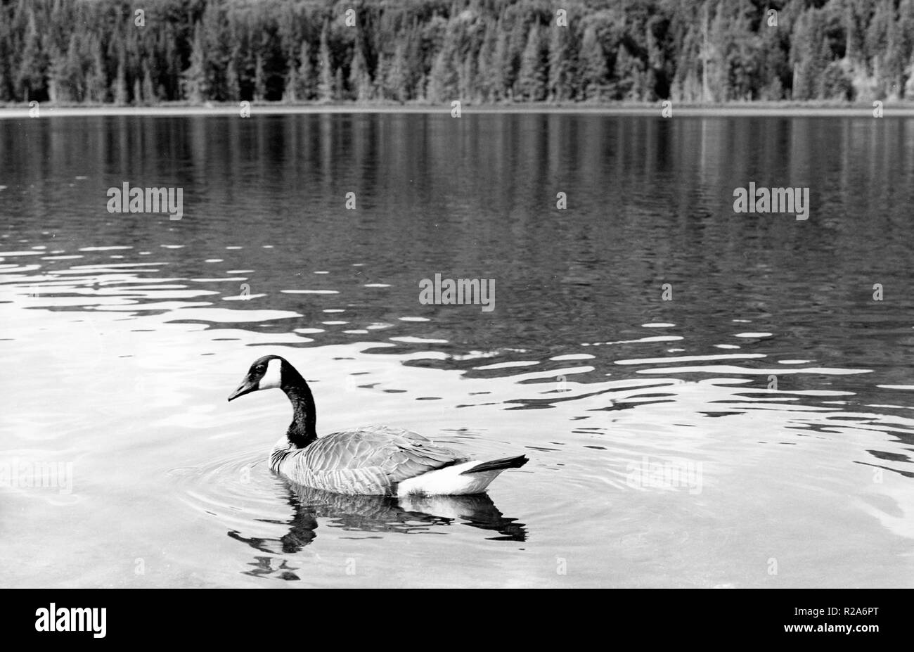 Bustard bird Black and White Stock Photos & Images - Alamy