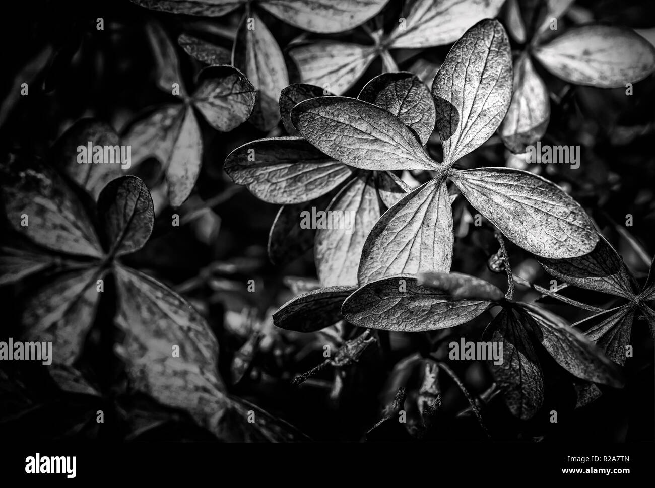 Closeup of a dry Hydrangea paniculata, also known as hortensia, in autumn Stock Photo