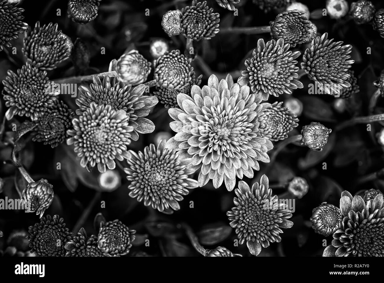 Black and white closeup of natural yellow and orange chrysanthemum under the soft end of summer light Stock Photo