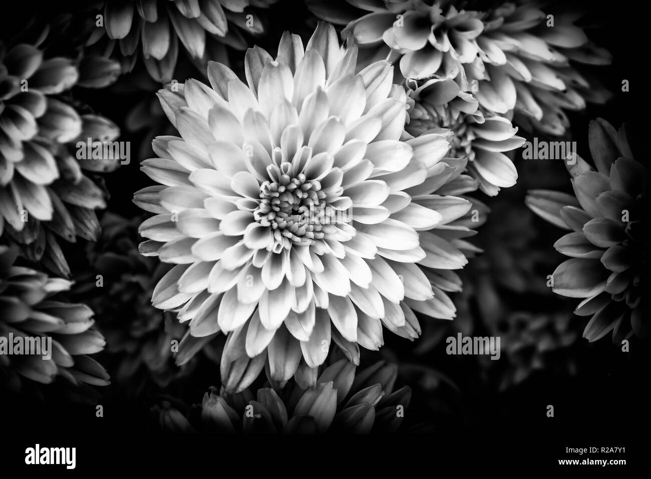 Black and white closeup of natural yellow and orange chrysanthemum under the soft end of summer light Stock Photo