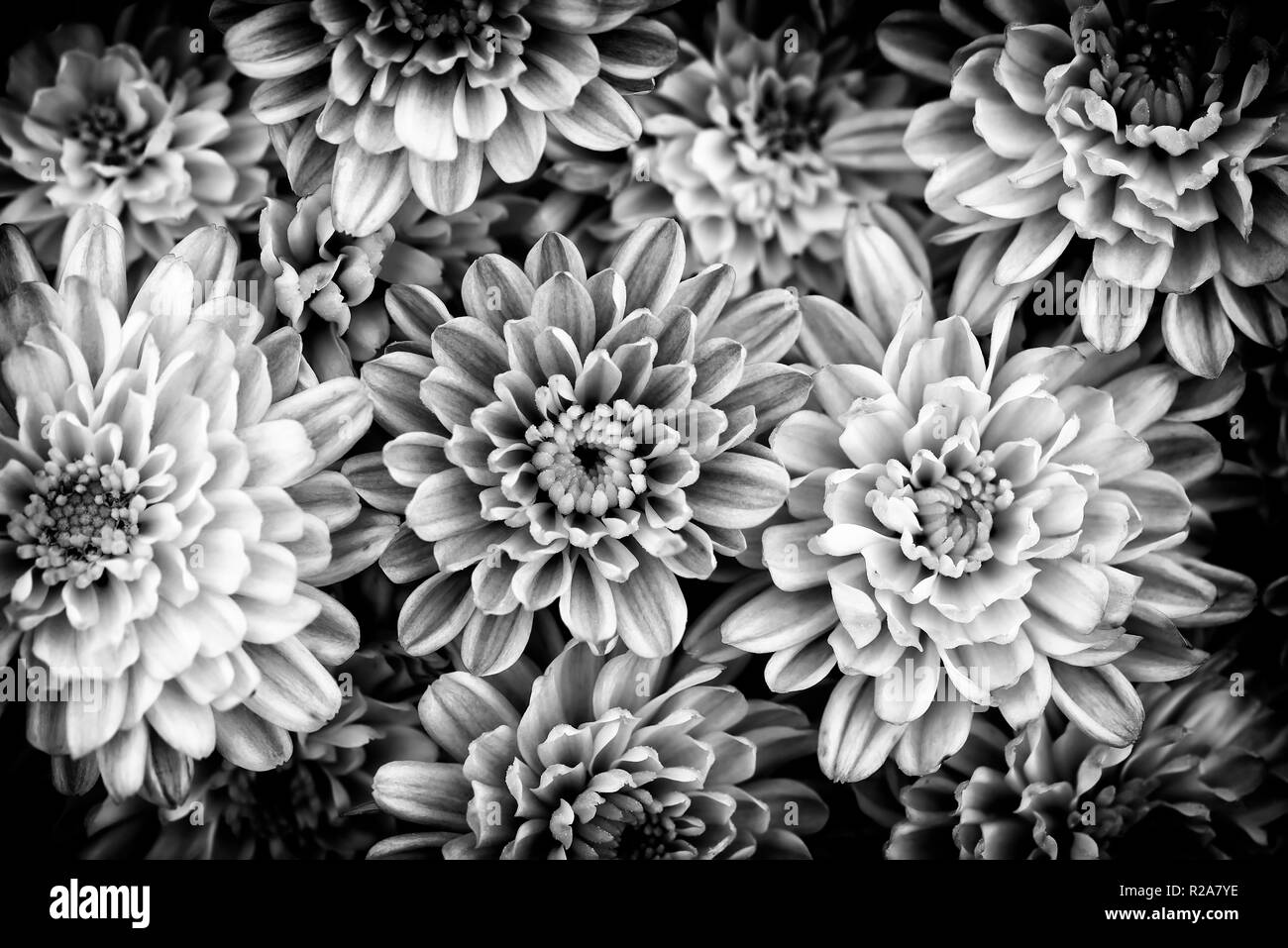 Black and white closeup of natural yellow and orange chrysanthemum under the soft end of summer light Stock Photo