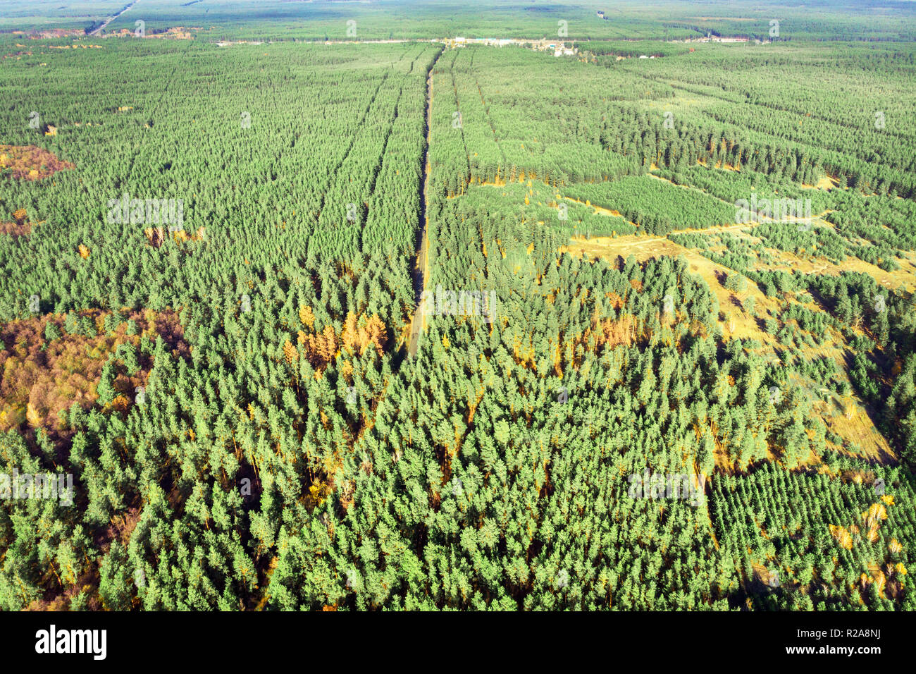 Aerial view of evergreen man planted pine foret. Straighr rows of trees