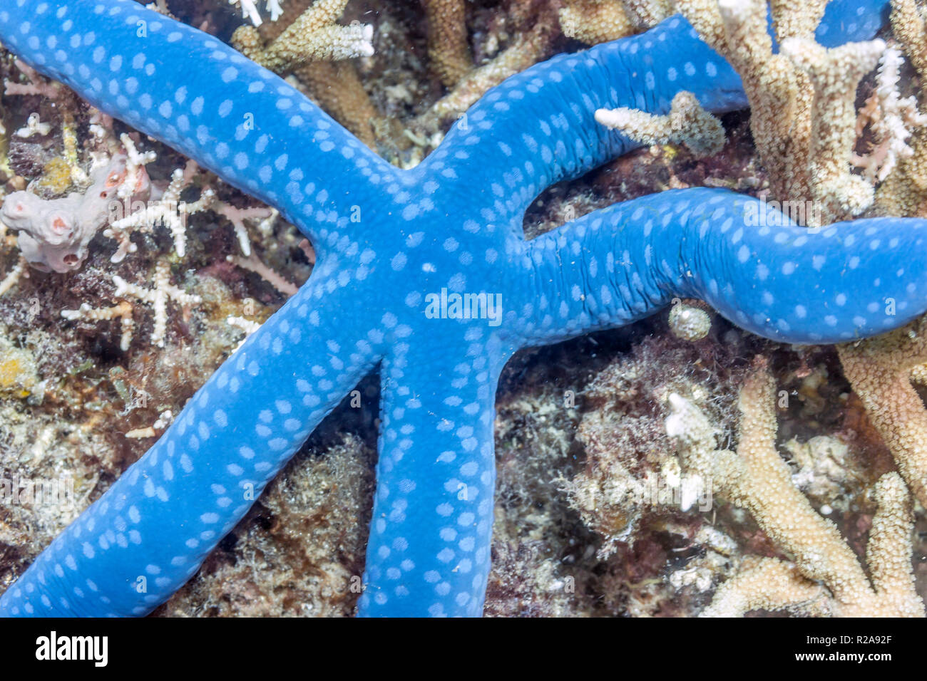 Blue Linkia Starfish