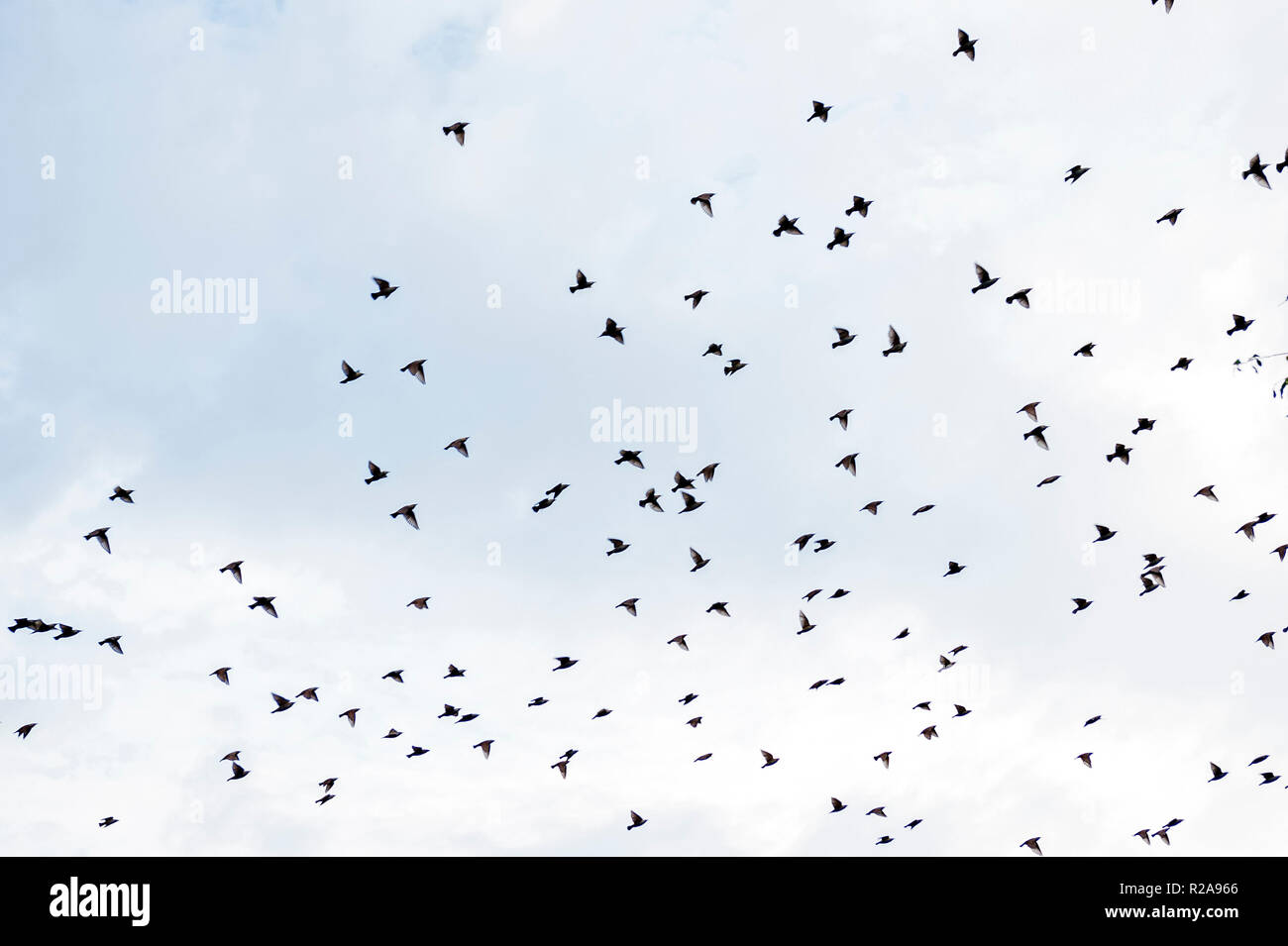Starling Swarm Stock Photo
