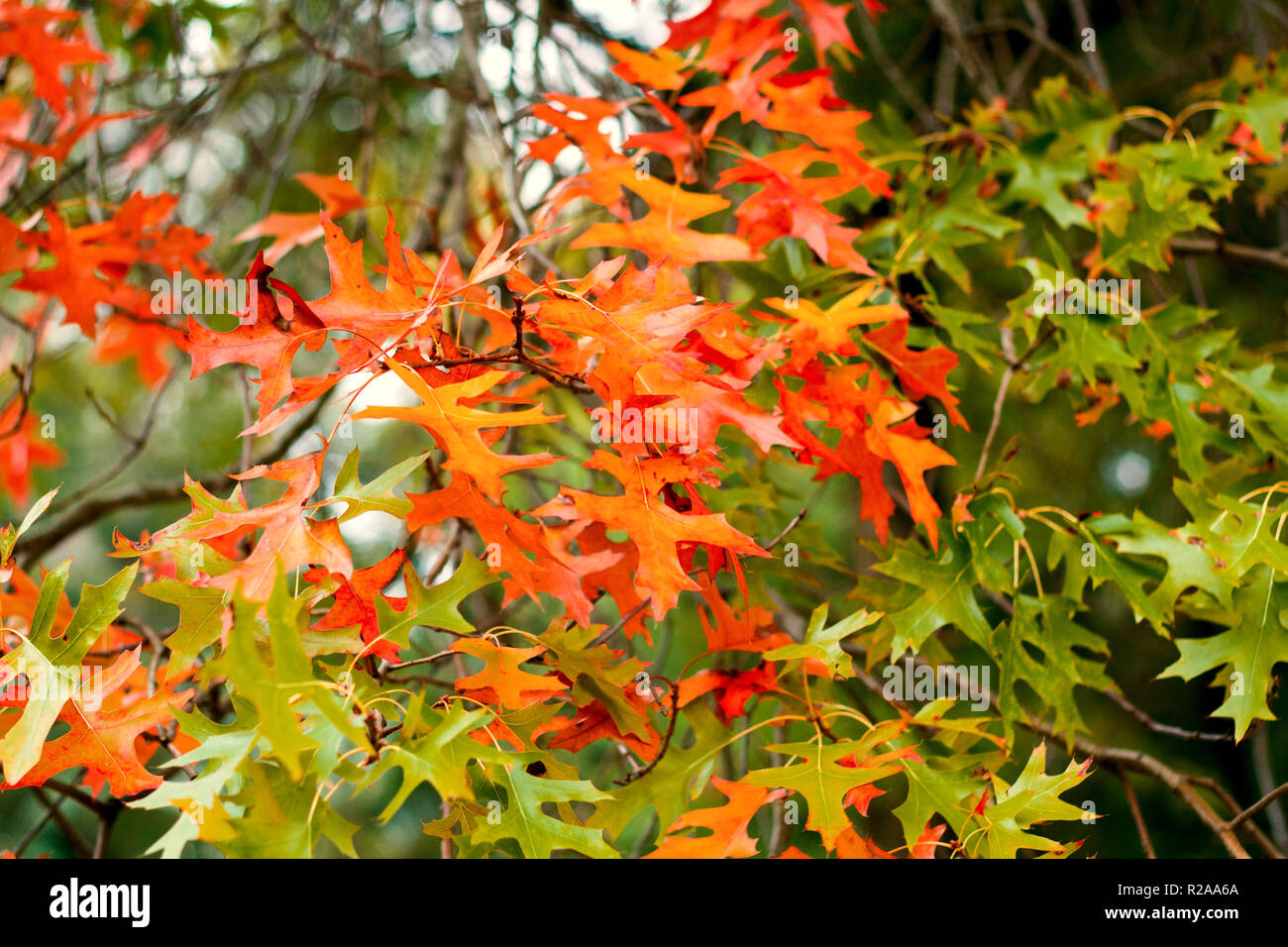 natural backdrop of autumn oak leaves. multi-colored autumn leaves Stock Photo
