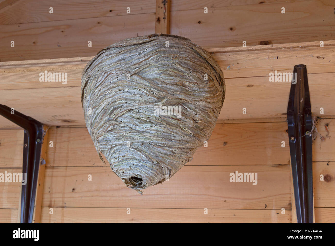 wasps´ nest, Camping Site, Salem, Schleswig-Holstein, Germany Stock Photo