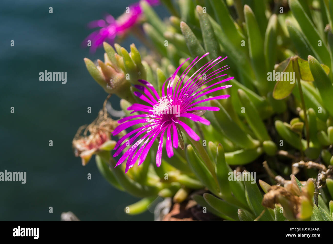 Plant green flower hi-res stock photography and images - Alamy
