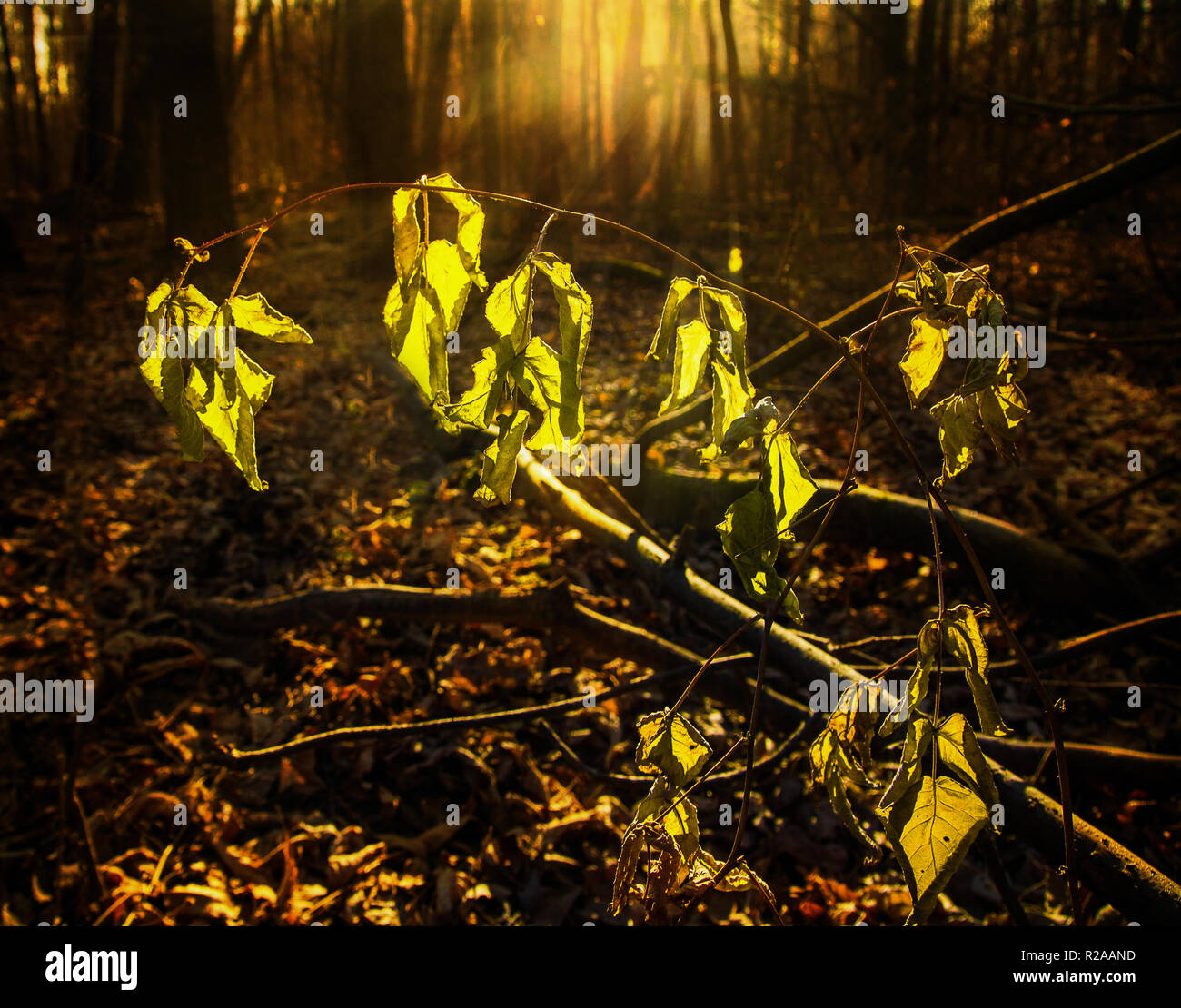 Late autumn in the forest.Frozen wilted leaves in the rays of the sun Stock Photo