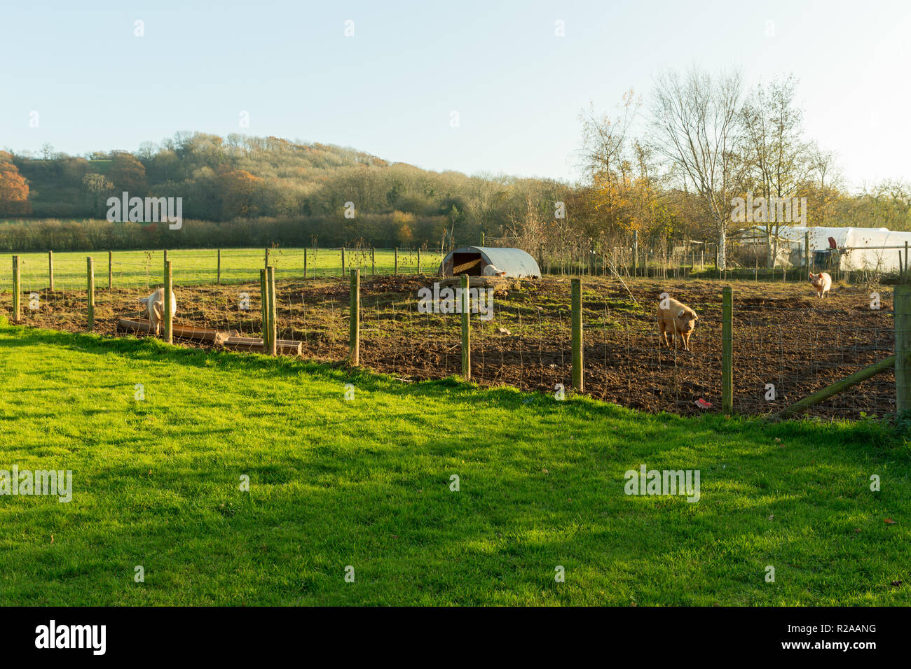 Folly Farm Centre near Bristol, view across pig enclosure towards