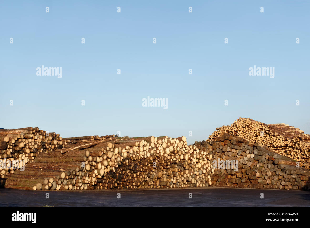 Wood tree logs stacked and chopped against empty clear blue sky Stock ...