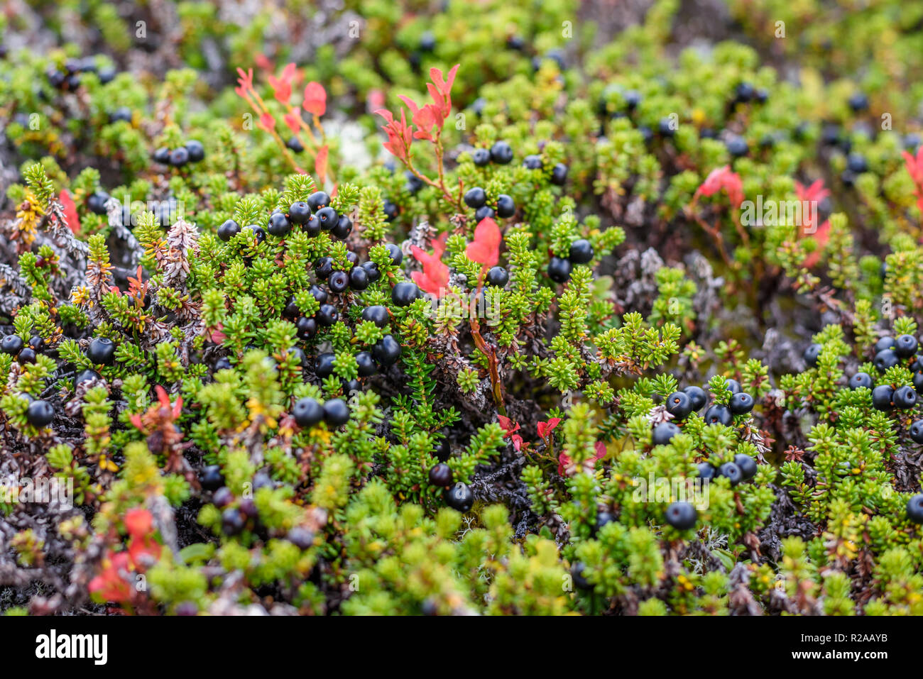 Crowberry, empetrum nigrum in its natural form in the forest Stock Photo
