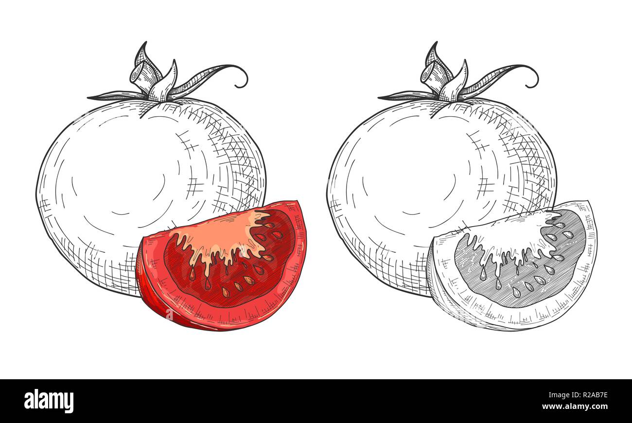 Sketch tomatoes. Tomatoes isolated on white background. Vector Stock Vector