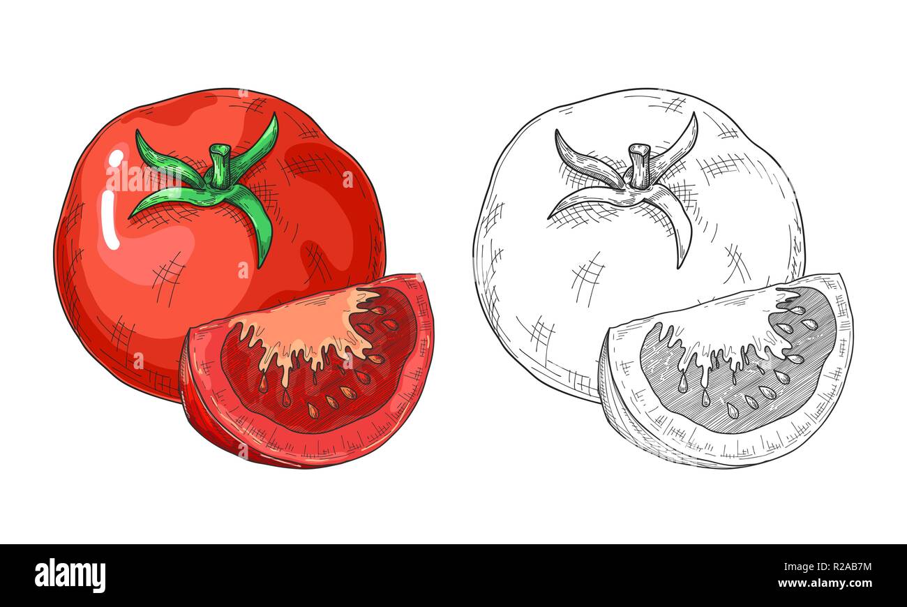 Sketch tomatoes. Tomatoes isolated on white background. Vector Stock Vector