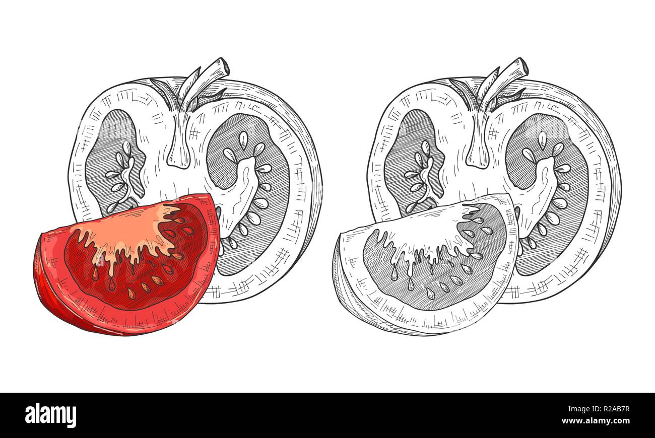 Sketch tomatoes. Tomatoes isolated on white background. Vector Stock Vector