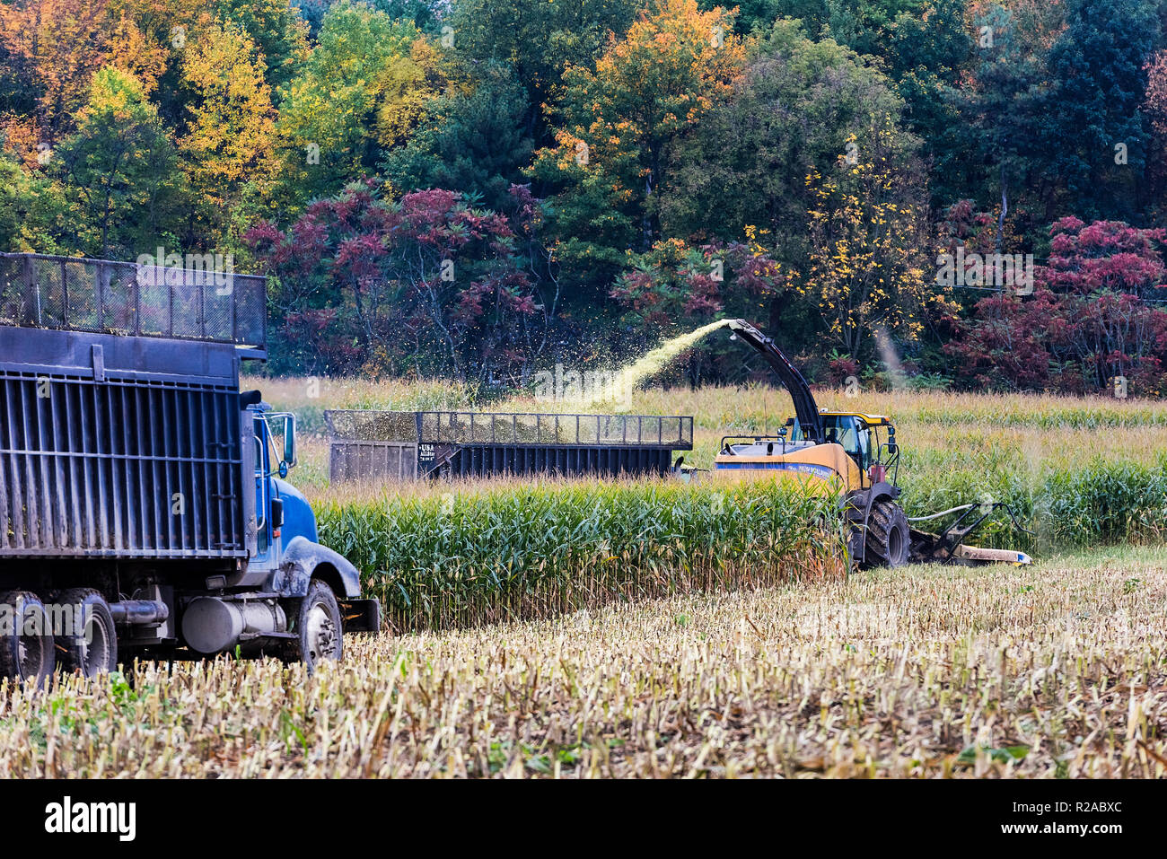 Autumn corn harvesting progress, Bristol, Vermont, USA. Stock Photo